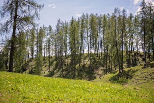 Kraštovaizdis,  Pieva,  Medžiai,  Žalias,  Gamta