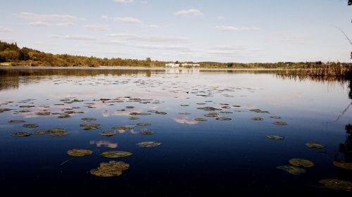 Kraštovaizdis,  Ežeras,  Vandens Lelija,  Suomių,  Vasara,  Gamtos Nuotrauka,  Vanduo,  Gamta