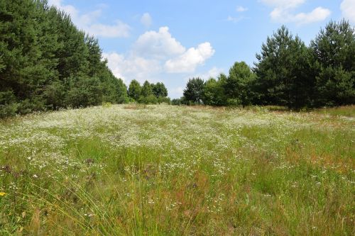 Kraštovaizdis,  Pieva,  Gamta,  Vasara