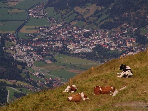 Kraštovaizdis, Kalnai, Gyvūnas, Austria, Miestas, Karvės, Blogas Ischl