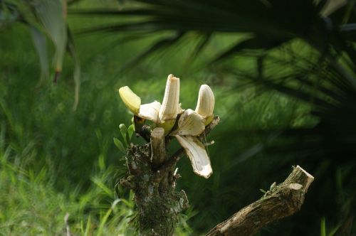 Peizažai, Fauna, Flora, Gamta, Armėnija, Quindio