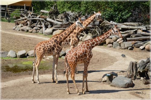Žirafa,  Kankinti,  Žolėdžių,  Gyvūnas,  Ilga Kaklo Žirafa 1