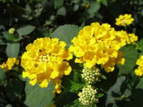 Lantana Camara, Geltona, Gėlės