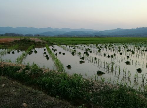 Laosas, Ryžiai, Žemdirbystė, Paddy, Kraštovaizdis, Asija, Kaimas, Ūkininkavimas