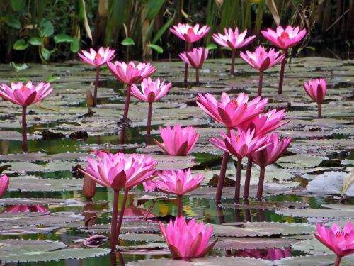 Laosas, Lotosas, Rožinis, Rožinė Gėlė, Nelumbo Nucifera, Vandens, Vandens Augalas, Tvenkinys, Flora, Nymphaeaceae