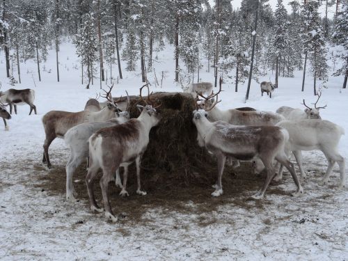 Laplandas, Gyvūnų Pašaras, Šiaurės Elnių Ūkis, Gyvūnai