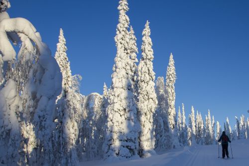 Laplandas, Žiema, Sniegas, Žiemą, Finland, Šaltas, Snieguotas, Sniego Kraštovaizdis, Žiemos Nuotaika, Gamta, Dviračių Slidinėjimas