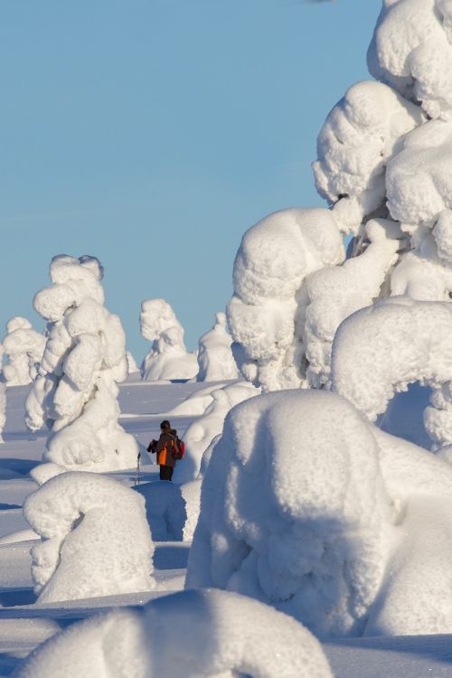 Laplandas, Žiema, Sniegas, Žiemą, Finland, Šaltas, Snieguotas, Sniego Kraštovaizdis, Žiemos Nuotaika, Gamta, Saulės Šviesa, Žiemos Svajonė, Šaltis, Sniego Danga, Sniego Apkrova