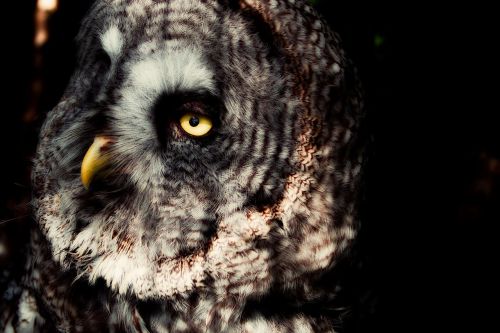 Lapland Owl,  Pelėdos,  Akys,  Snapas,  Plėšrusis Paukštis,  Gamta,  Pelėdos,  Naktis Aktyvus