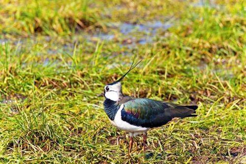 Lapwing, Paukštis, Gyvūnas, Limikolinas, Pieviniai Paukščiai