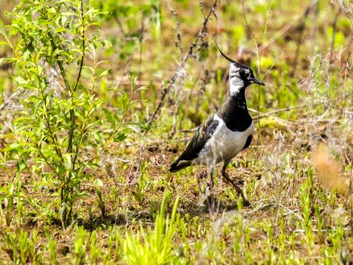 Lapwing, Paukštis, Gyvūnas, Gamta