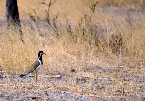 Paukštis,  Gyvūnas,  Gamta,  Lapwing Paukštis