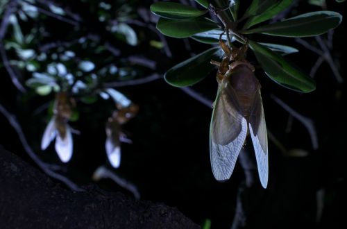 Didelis Rudasis Cicada, Atsiradimas, Cicada