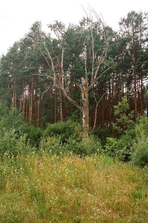 Medis,  Miškas,  Janovas,  Liublinas,  Miškas / Janów Lubelski