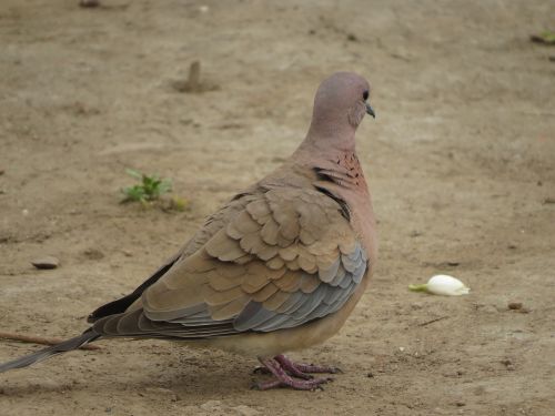 Juokiantis Balandis, Balandis, Paukščiai, Indijos Paukščiai