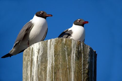 Juoko Burbulas, Kajakas, Paukštis, Paukštis, Gamta, Vanduo, Laukinė Gamta, Vandenynas, Papludimys, Gyvūnas, Balta, Kranto, Laukiniai, Jūra, Lauke, Atricilla, Dangus, Ornitologija, Plunksna, Sparnai, Jūros Paukštis, Krantas, Snapas, Florida, Plumėjimas, Juoda, Fauna