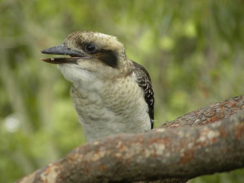 Juokiantis Kookaburra, Laukinė Gamta, Paukščiai, Australia, Gamta, Kookaburra, Gyvūnas, Snapas, Laukiniai, Dacelo, Mėsėdis, Fauna, Juoktis, Sėdi, Uodega, Aussie, Sustingęs, Ešeriai, Natūralus, Plumėjimas, Plunksna, Filialas, Sparnas, Simbolis, Sąskaitą, Gimtoji, Lauke, Juokiasi, Novaeguineae