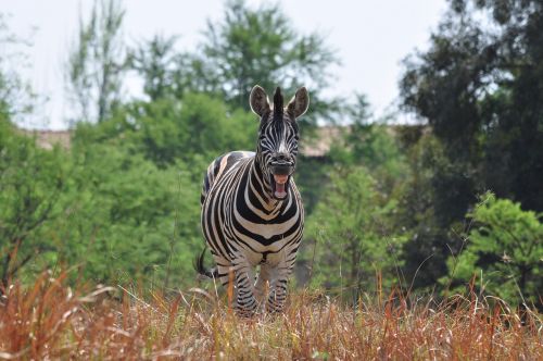 Juoki Zebras, Laukinė Gamta, Gamta