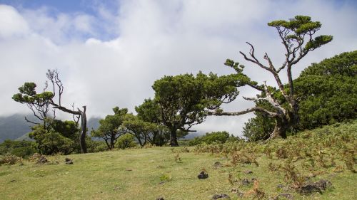 Lauryno Miškas, Lauryno Medis, Madeira