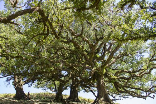 Lauryno Miškas, Lauryno Medis, Madeira, Seni Medžiai