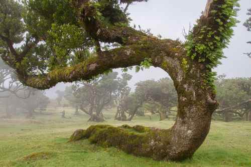 Lauryno Miškas, Lauryno Medis, Madeira, Senas Medis