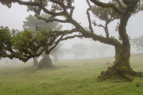 Lauryno Miškas, Lauryno Medis, Madeira, Seni Medžiai, Rūkas, Mistinis