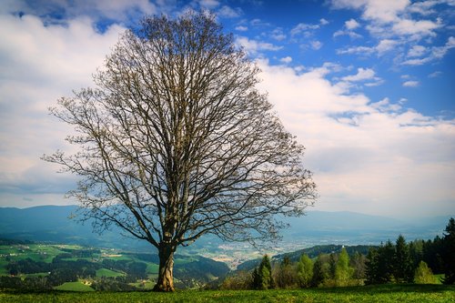 Lavantalis,  Carinthia,  Austrija,  Žygiai,  Medis,  Kraštovaizdis,  Pobūdį,  Mediena,  Panorama