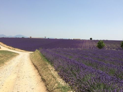 Levanda, Vairuoti, Gamta, Provence