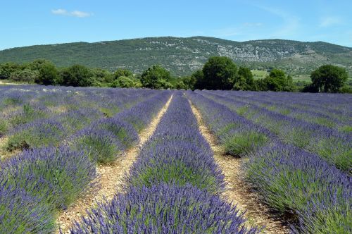 Levanda, Kraštovaizdis, France, Provence, Laukai, Gamta, Kvapai, Panorama