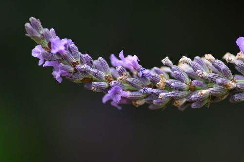 Levanda, Gėlė, Lazdelė, Gamta, Vasara, Levandų Gėlė, Provence