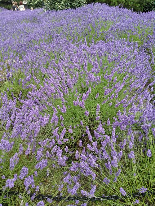 Levanda, Vasara, Šventė, Violetinė, Violetinė, Gamta, Levandų Gėlės, Tiesa Levanda, Uždaryti, Augalas, Įspūdis, Žydintis Levandas, Aromatingas, Gėlės, Sodas, Vasarą