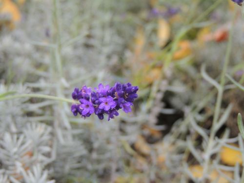 Levanda, Levandų Gėlės, Violetinė, Violetinė, Gėlė, Gėlės, Laukinis Augalas, Kvapas