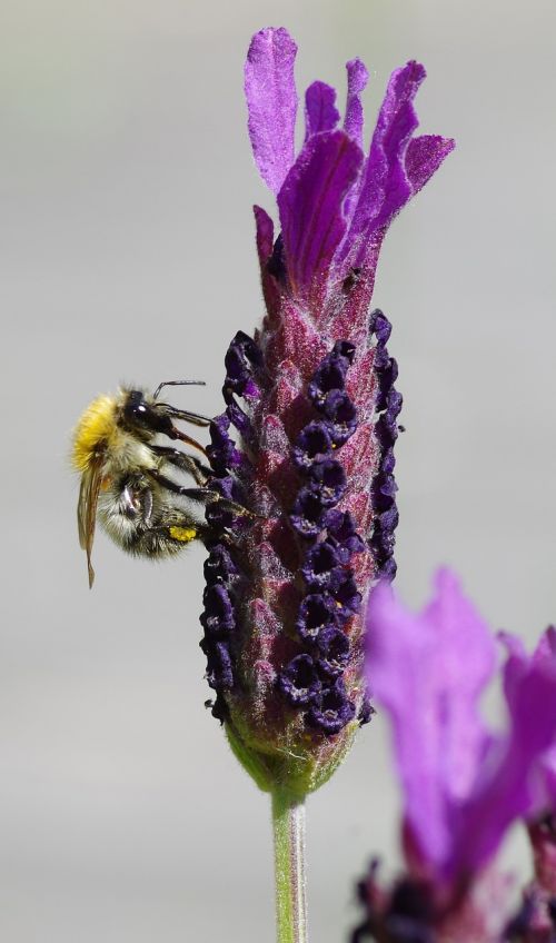 Levanda, Levandų Žiedas, Žiedas, Žydėti, Gėlė, Hummel, Violetinė, Violetinė, Sodas, Vabzdys, Gamta, Vasara, Sparnas