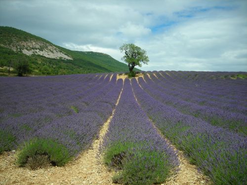 Levanda, Medis, Augalai