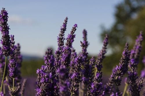 Levanda, Provence, France, Gėlės, Violetinė, Violetinė