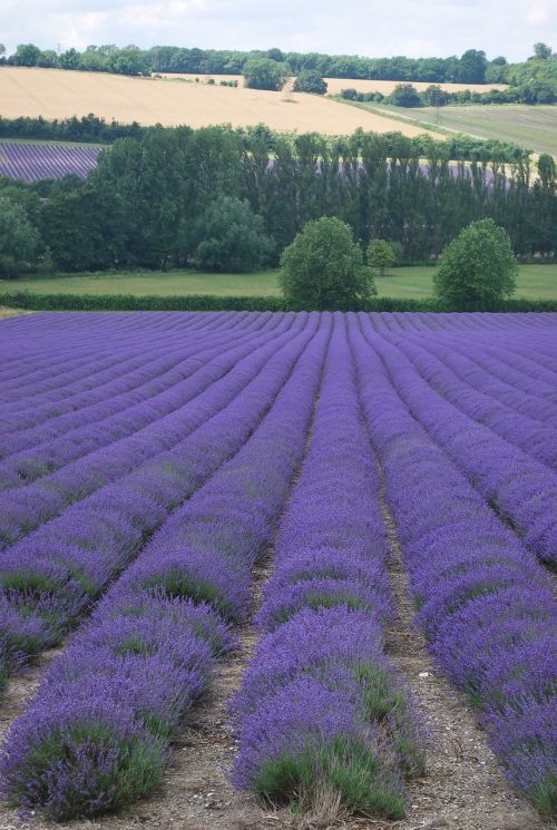 Levandų Laukas, Augalai, Žemdirbystė, Violetinė, Aromatas, Žiedas, Kaimas, Kvepalai, Kaimas, Anglija, Vaizdingas, Ūkis, Kvapas, Žydėti, Violetinė