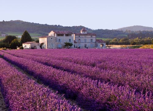 Levandų Laukas, Augalai, Žemdirbystė, Violetinė, Aromatas, Žiedas, Kaimas, Kvepalai, Kaimas, France, Namas, Vaizdingas, Ūkis, Kvapas, Žydėti, Violetinė