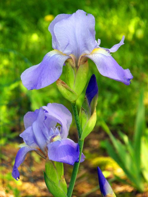 Levanda,  Iris,  Gėlė,  Levandų Irisas