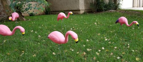 Flamingo,  Flamingos,  Paukštis,  Paukščiai,  Apdaila,  Veja,  Vejos & Nbsp,  Apdaila,  Vejos Flamingas