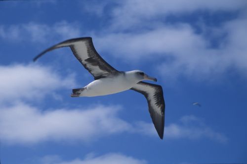 Laysan Albatross,  Jūros Paukštis,  Paukštis,  Skrydis,  Skraidantis,  Hawaii,  Dangus,  Debesys,  Usa,  Phoebastria Immutabilis