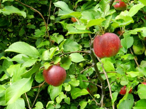 Obuolių & Nbsp,  Medis,  Vaisiai,  Obuolių Sezonas (1)