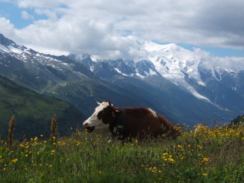 Karvė,  Gyvūnas,  Kalnas,  Kelionė,  Pievos,  Mont,  Blanc,  Kelionė Į Mont Blanc (Karvė)