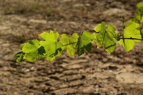 Lapai, Vynmedis, Vynuogynas, Rudens Lapai