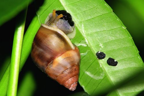 Lapai, Sraigė, Kiaušinis, Nuleisti, Gamta, Žalias, Lukštas, Gastropodas, Gyvenimas, Makro, Lieknas, Maistas, Mollusk, Lėtas, Šlakas, Vienas, Gyvūnas, Valgymas, Žolė, Romėnų, Lapai, Spiralė, Mažas, Bestuburiai, Sodas, Sveikas, Ruda, Maistas, Skystis, Laukinė Gamta, Augalas, Valgomieji, Padaras, Pavasaris, Laukiniai, Akis, Namas, Kumpas, Vartai, Paukštis, Birdhouse, Šviesus, Pastatas, Spalva, Amatų, Mielas, Diena, Dekoruoti, Apdaila, Ausys, Veidas, Kabantis, Horizontalus, Žmogus, Žmonės, Atsipalaidavimas, Stogas, Sezonas, Pavasaris, Saulės Šviesa, Temos, Pieva, Balta, Velykos, Laukas, Spindi, Gyvas, Tulpė, Wildflower, Geltona, Saulėtas, Stiebas, Ray, Vasara, Saulė, Kaimas, Šviesa, Raudona, Gėlė, Rožinis, Elegantiškas, Žiedlapis, Puokštė, Žydėti, Žydi, Žiedas, Mėlynas