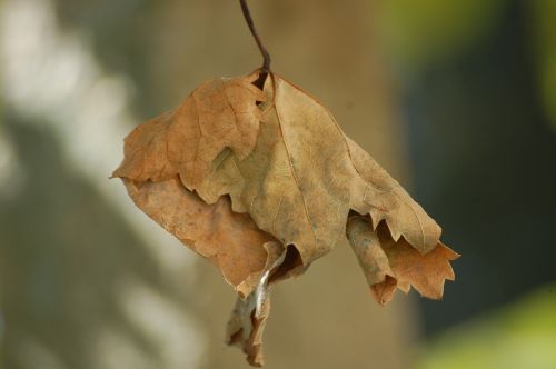 Lapai, Ruduo, Džiovinti Lapai, Rudens Miškai