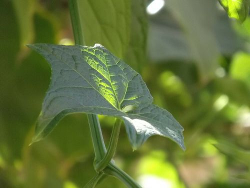 Lapai, Augalas, Chayote, Žalias, Gamta