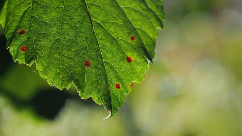 Lapai, Spalva, Augalas, Makro