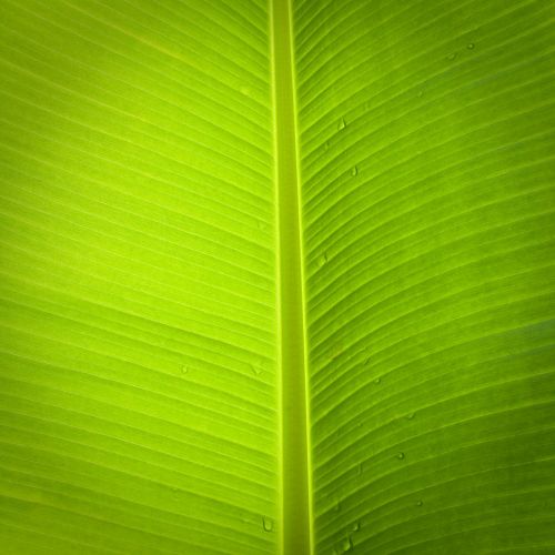 Lapai, Bananų Medis, Žalias