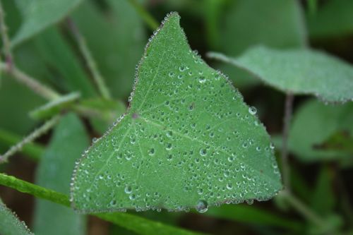 Lapai, Augalas, Žalias, Vandens Lašai, Anksti Rytą, Rutulys, Intensyvus