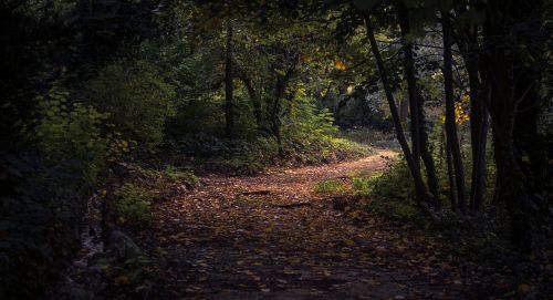 Lapai, Kritimas, Ruduo, Kelias, Miškas, Medžiai, Augalas, Gamta